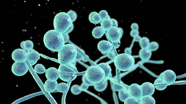 PAINEL/PCR MOLECULAR DE CANDIDA