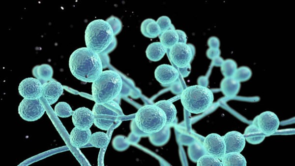 Imagem do procedimento PAINEL/PCR MOLECULAR DE CANDIDA